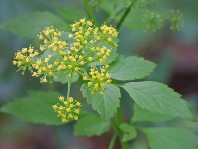 b Tiny Yellow Flowers
