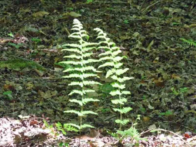 b Two Fern Fronds