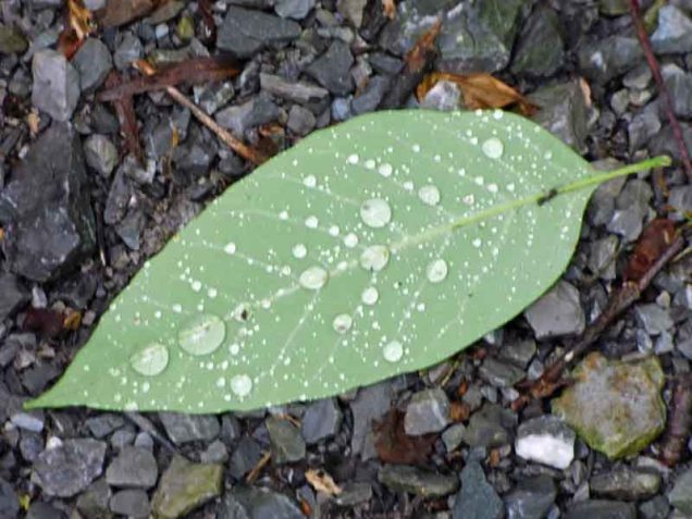 b Water Droplets on Back of Leaf