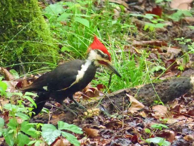b Woodpecker