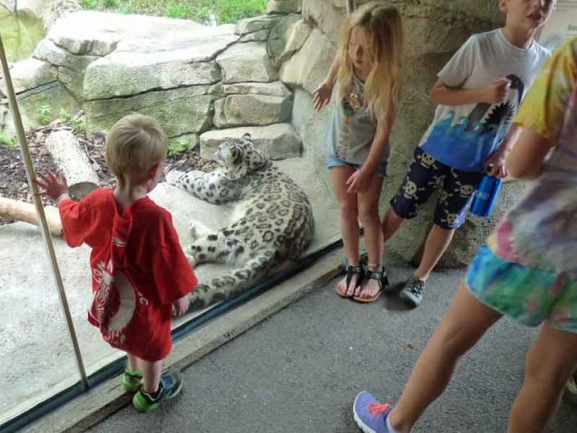 b Cam and the Snow Leopard