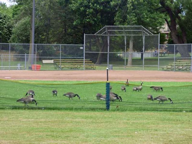 b Geese in the Outfield