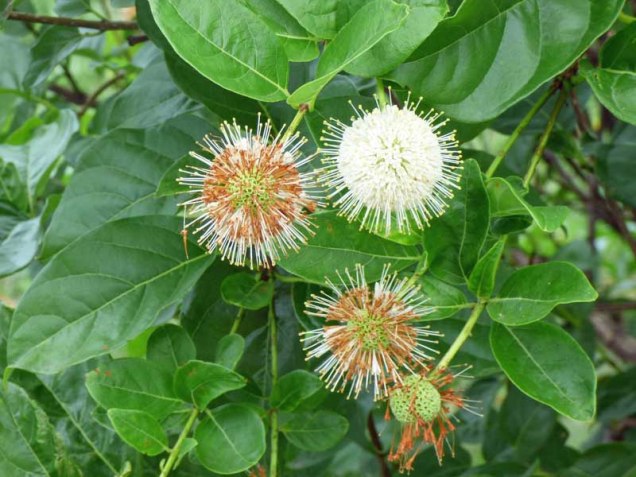 b1 White Spherical Flower