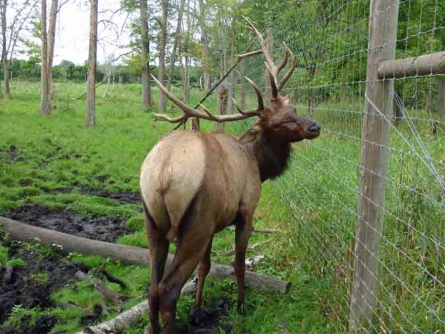 b11 Elk Butt
