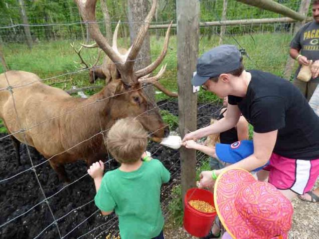 b12 Feeding Elk Buck