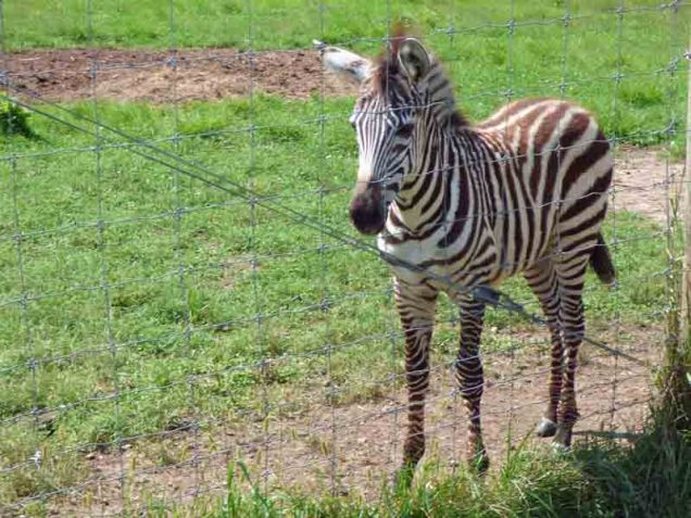b18 Small Zebra