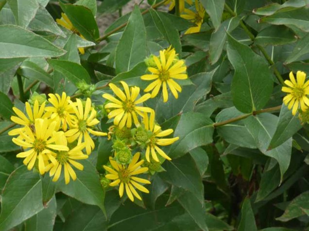 b2 Yellow Daisy Like Flower