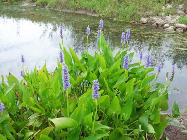 b3 Purple Pickerel Rush