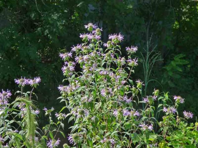 b5 Flowers Along Millrace