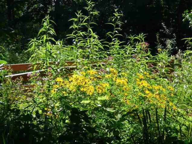 b6 Flowers Next to Bridge