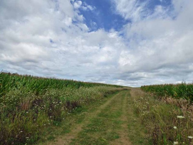 b91 Path Between Corn Fields