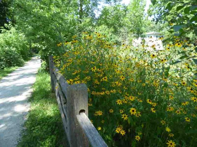 b94 Fence and Flowers Along Trail