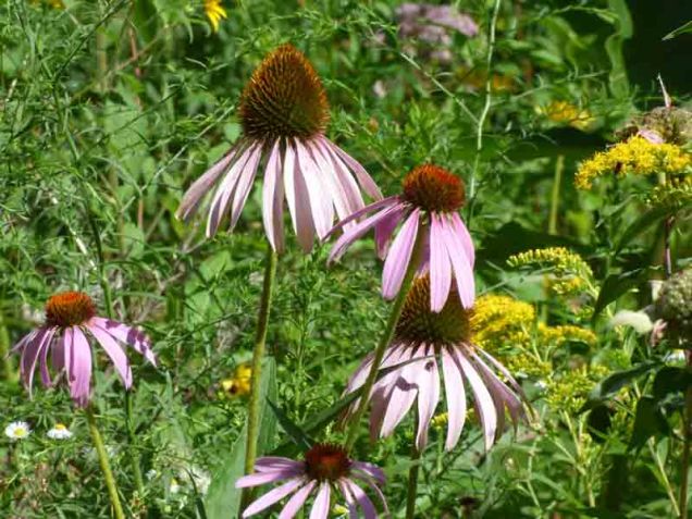 b96 Flowers Along Path