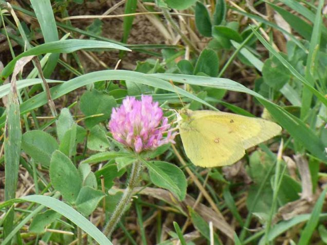 b97 Sulpher Butterfly