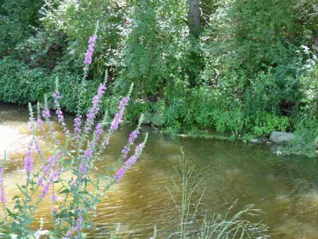 b98 Purple Flowers Along Millrace