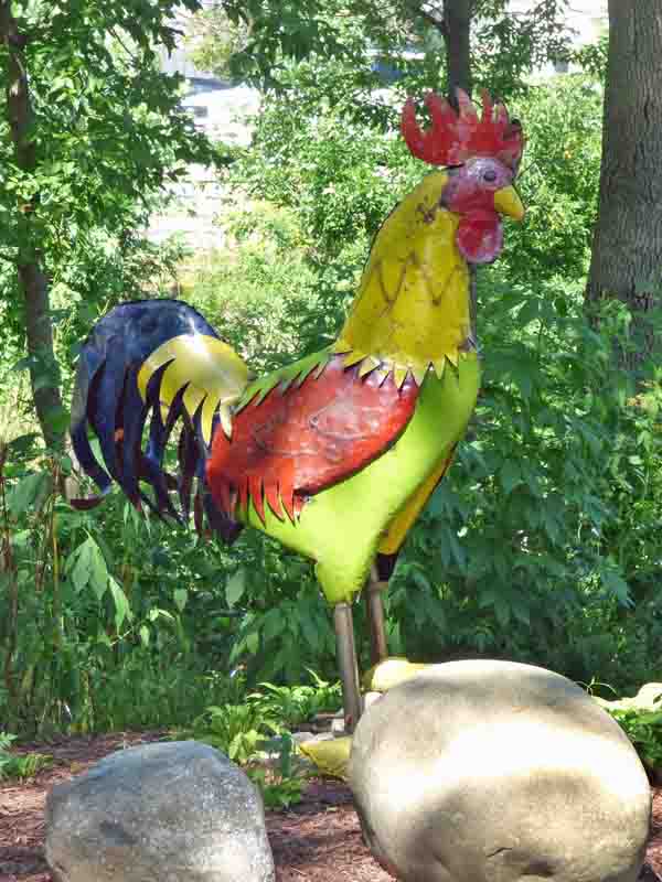 b991 Rooster Next to Pigeon Creek