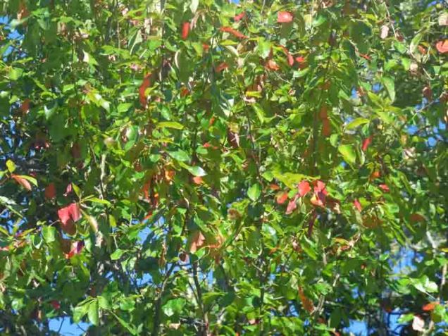 b01-a-hint-of-fall-red-leaves
