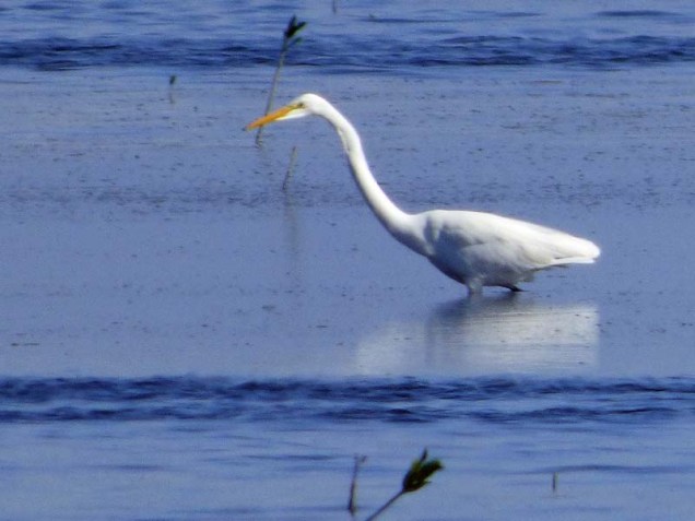 b01-great-white-egret