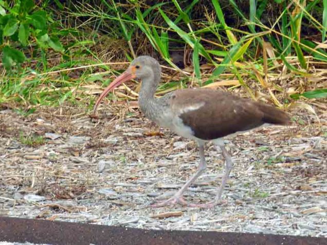 b03-juvenile-ibis