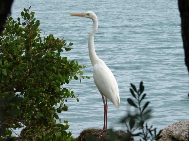 b04-great-white-egret
