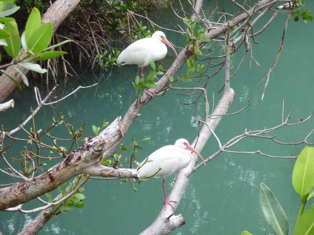 b07-two-ibis-on-branch-over-water