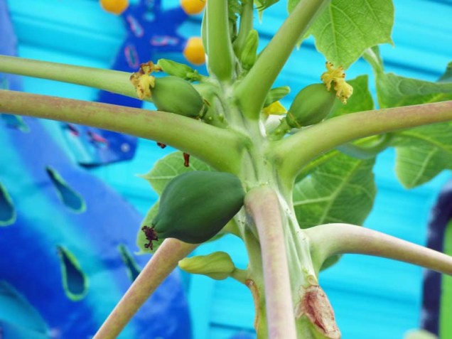 b08-baby-papayas