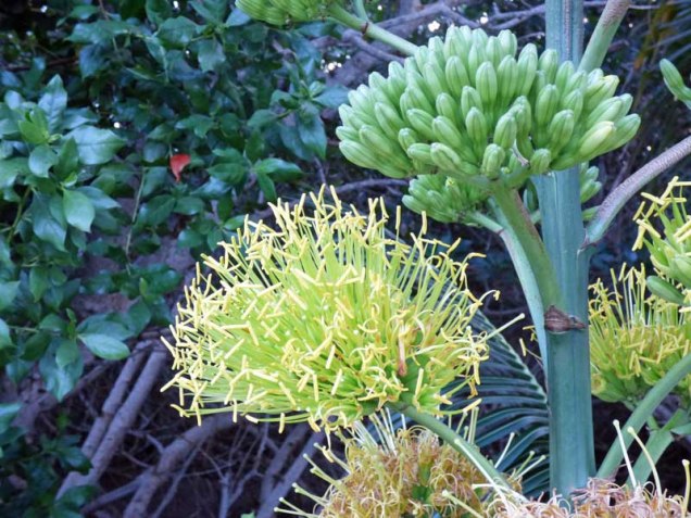 century-plant-blossom