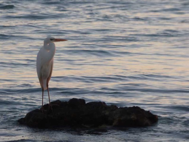 b-great-white-egret-at-sunset