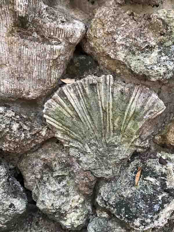 b-closeup-of-limestone-2