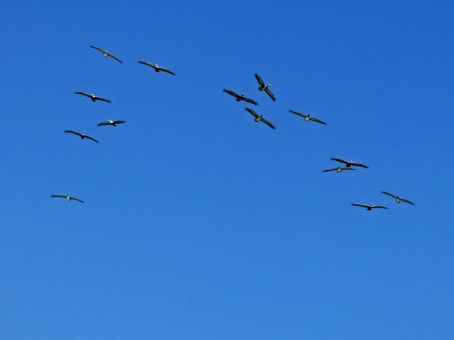 b-flock-of-pelicans