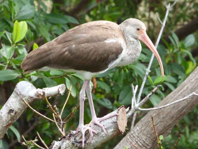 b-immature-ibis