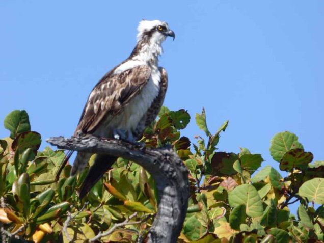b-osprey-on-tree