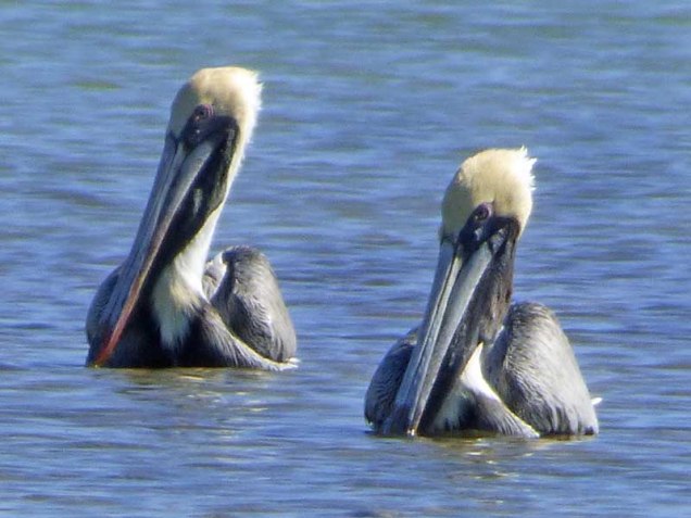 b-pair-of-pelicans