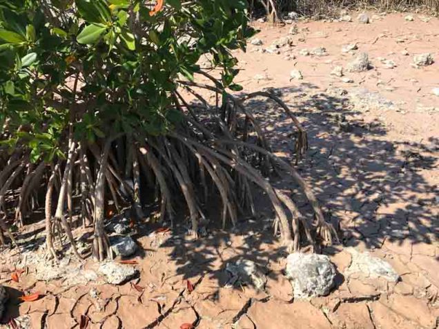 b-red-mangrove-roots-in-dry-mud