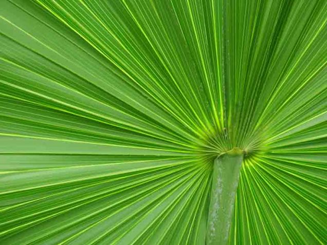 b-underside-of-thatch-palm-frond