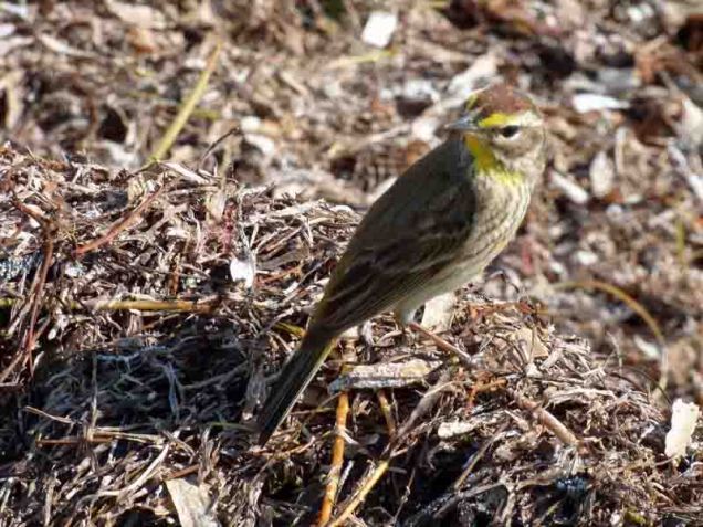 b03-brown-bird-yellow-neck