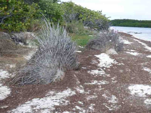 b05-palm-tree-root-balls